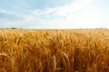 backdrop of ripening ears of yellow wheat field on the sunset cloudy orange sky background. Copy space of the setting sun rays on horizon in rural meadow Close up nature photo Idea of a rich harvest. - obrazy, fototapety, plakaty