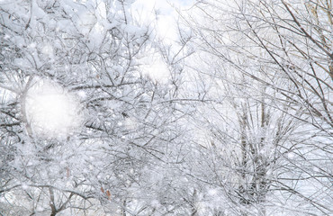 Winter Park. Landscape in snowy weather. January.