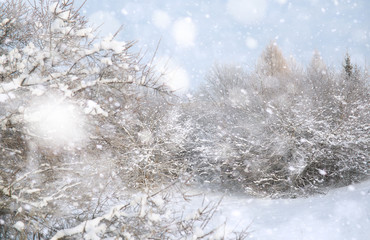 Winter Park. Landscape in snowy weather. January.