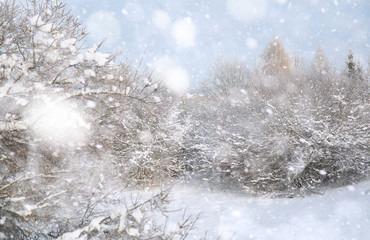 Winter Park. Landscape in snowy weather. January.