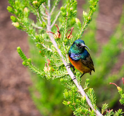 Orange breasted Sunbird  an erica bush.  Bird holding to evergreen, displaying full body, looking sideways.