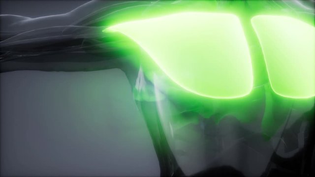 pectoral muscule - Visible muscle anatomy map