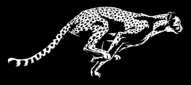 black and white linear paint draw cheetah illustration art