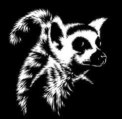 black and white linear paint draw lemur illustration art © Turaev