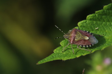 Sloe bug on a leaf (Dolycoris baccarum)