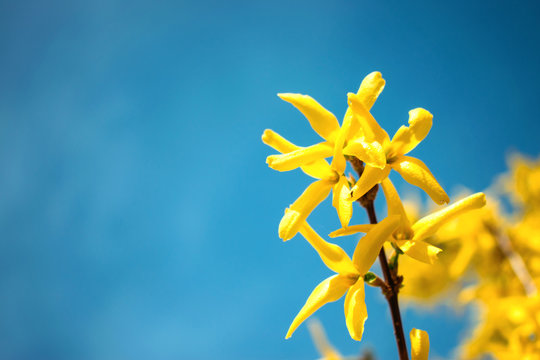 Yellow blooming Forsythia flowers on the blue sky background. A branch with bright yellow flowers in spring close up. Golden Bell, Forsythia x intermedia, europaea beautiful flower - Powered by Adobe
