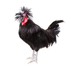 Colorful male rooster isolated on white background