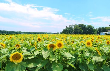 風景　ひまわり　夏　空　杤木
