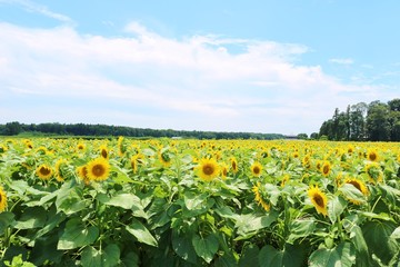 風景　ひまわり　夏　空　杤木