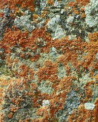 Mongolian Structure of surface of the stone
