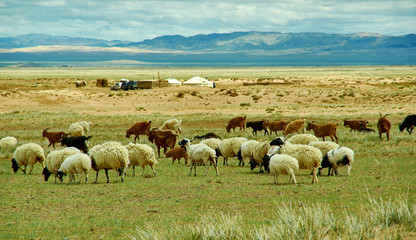 Fototapeta premium Mongolian pastures in the area Zavkhan Rive