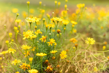 Beautuful yellow daisy flower field background pattern bloom.