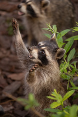 Obraz premium two cute raccoons