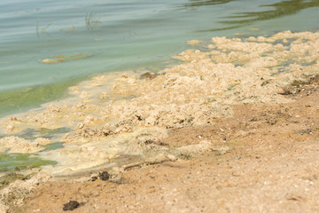 metaphiton a community of organisms, algae, bacteria, detritus, invertebrates and fungi. Converted components to foam. Formation processes in the seas and reservoirs