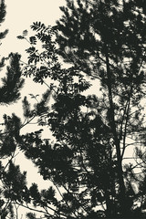 Silhouette Of Leaf Rowan-tree and pine tree. Vector Illustration