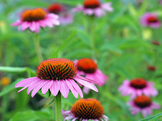 Schöne rosa Blüten