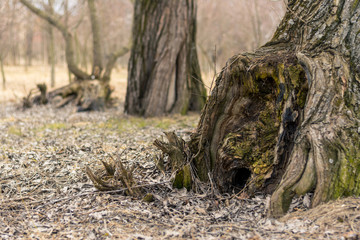 trunk and roots of an old age-old tree. Against the background are two tree trunks. Autumn day
