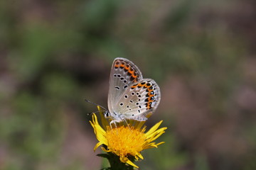Little butterfly (Lycaenidae) on a yellow flower