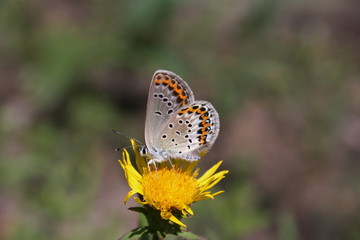Fototapeta na wymiar Little butterfly (Lycaenidae) on a yellow flower