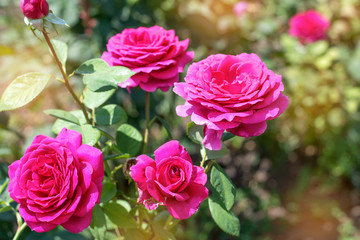 roses in the garden