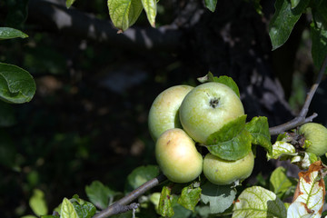 ripening apples on a tree branch among the leaves