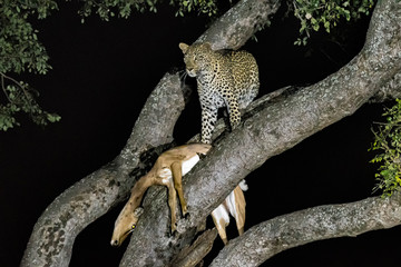 Leopard, Panthera pardus, with its prey, in a tree