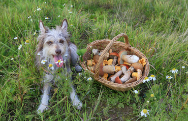 A cute dog is sitting on the grass in a summer field next to a basket of mushrooms