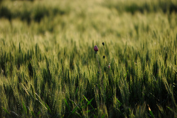 green wheat field on a sunny day