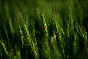 Fototapeta na wymiar green wheat field and ladybug on it on a sunny day