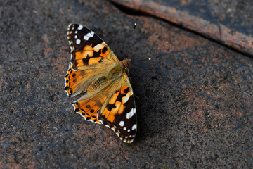 Fototapeta na wymiar Schmetterling Pfauenauge