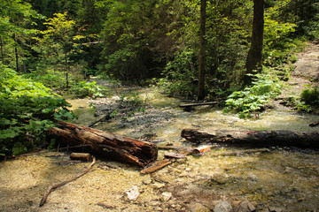 Stream peacefully and slowly flowing through the forest areas of the Slovak Paradise National Park