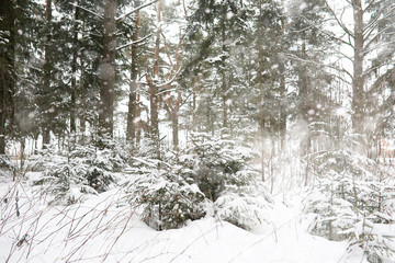 Winter landscape of country fields and roads