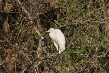 Little egret, Egretta garzetta, in a tree