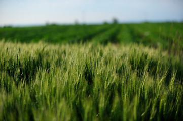 green wheat field on a sunny day