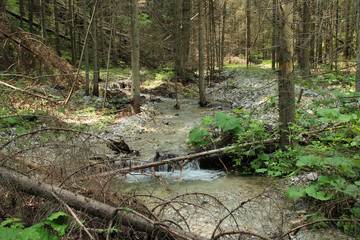 Stream peacefully and slowly flowing through the forest areas of the Slovak Paradise National Park