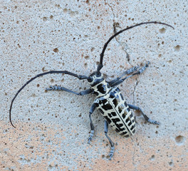 Close up of a cottonwood borer beetle on the side of a concrete building outside on a sunny day  - obrazy, fototapety, plakaty