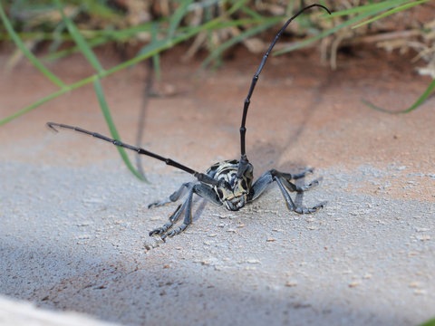 Close up of a cottonwood borer beetle on the side of a concrete building outside on a sunny day 