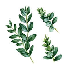 Buxus green leaves watercolor illustration set. Floral illustration of natural boxwood element branches. Green buxus stem isolated on white background. - obrazy, fototapety, plakaty