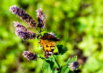 Tortoiseshell (Aglais urticae) is a colorful butterfly belonging to the family Nymphalidae