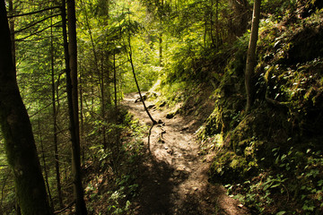 A trail leading through more forest places in the Slovak Paradise National Park