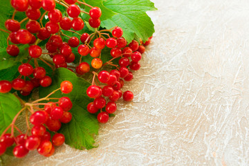  Red branch of viburnum on the table. Kalina berries and leaves medicinal plants. A bouquet of red berries of viburnum. Copy space.