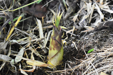 Bamboo shoots