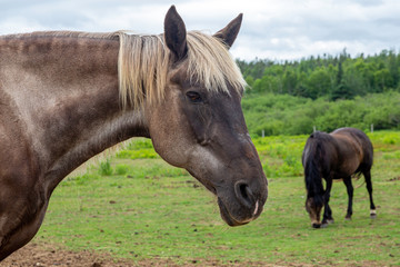 Beautiful Horses