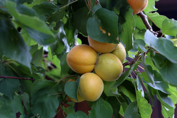 A bunch of ripe apricots on a branch