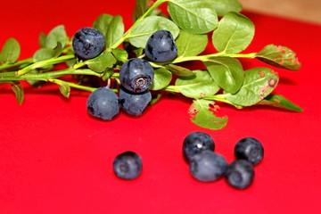 Blueberry bush, with fruits . Foods found in the forest.