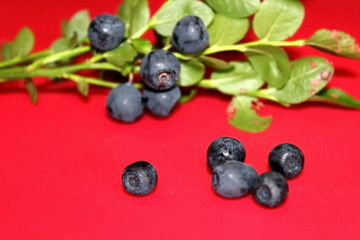 Blueberry bush, with fruits . Foods found in the forest.