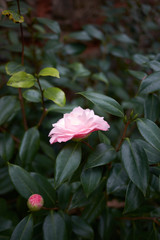 Camellia japonica