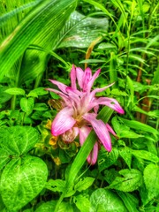 pink lily in the garden