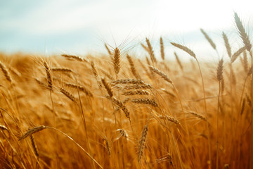 agriculture, barley, agricultural, autumn, background, beautiful, beauty, bread, business, cereal, closeup, concept, corn, countryside, cultivate, ear, ears, empty, environment, fall, farm, farmland, 