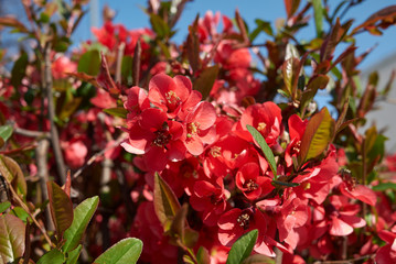 Chaenomeles speciosa